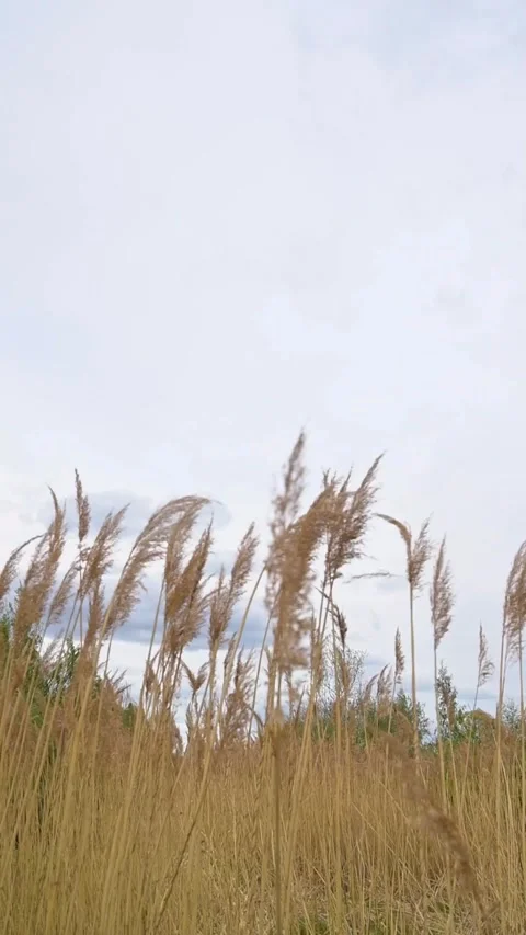 Reed stems sway in open field under pale sky Stock Footage 336538887