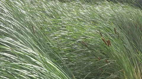 Reed in the storm Stock Footage 62964462
