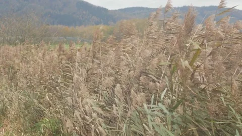 Reed in stormy wind Stockbeeldmateriaal 85077932