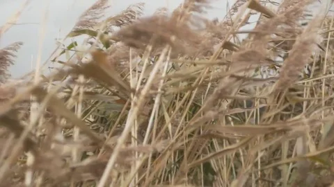 Reed in stormy wind Stockbeeldmateriaal 85078239