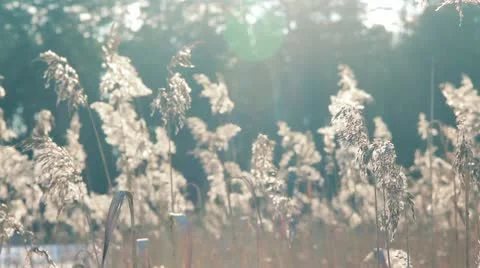Reed with sun Stock Footage 10735392