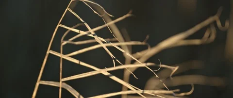 Reed in the sun Stock Footage 120937259