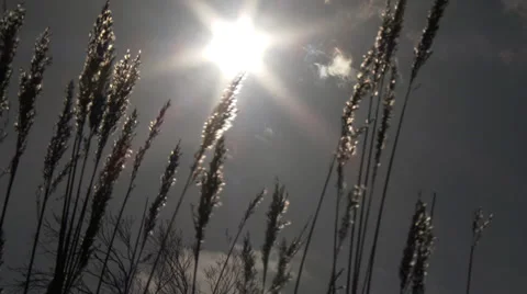 Reed with sun, silhouette Stock Footage 34790245