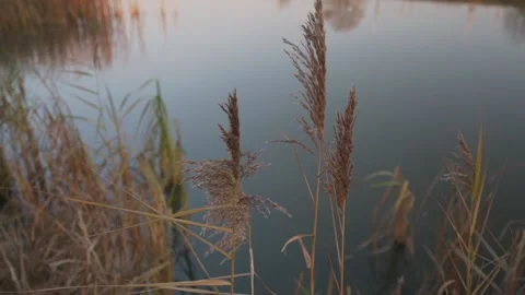 Reed in sunlight and blurred background with reflection in water Stock Footage 167838138