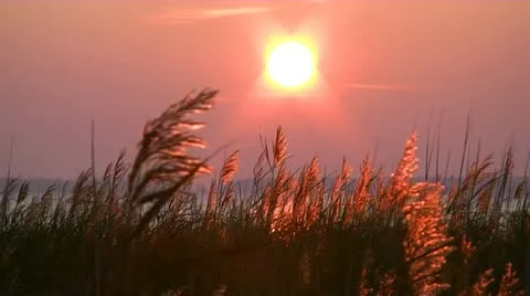 Reed on Sunset at the Baltic Sea Stockbeeldmateriaal 12388899