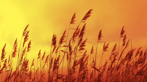 Reed on sunset Stock-Footage 337421