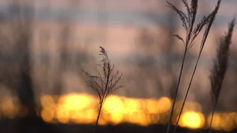 Reed in the sunset Stock Footage 71306142