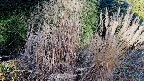 Reed in the sunset Stock Footage 104041577