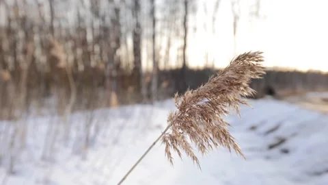Reed In The Sunset Stock Footage 182593198