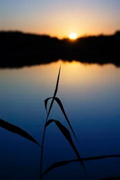 Reed in the sunset Stock Photos