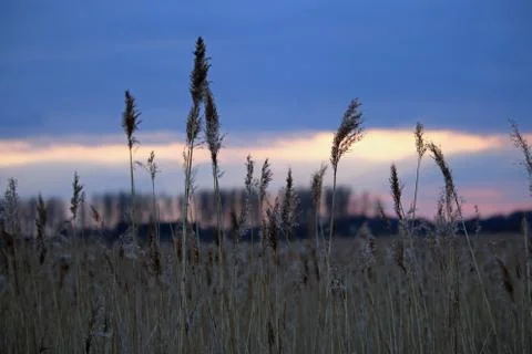 Reed with sunset Foto stock