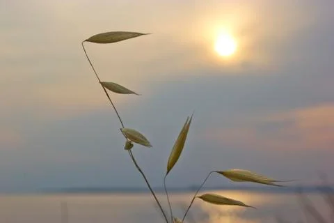 Reed in sunset Stock Photos