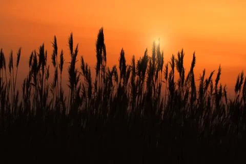 Reed in the sunset Stock Photos