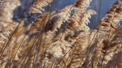 Reed on sunset with selective focus. Shallow depth of field. 50fps Stock Footage 85141496