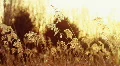 reed sunset wind HD 동영상