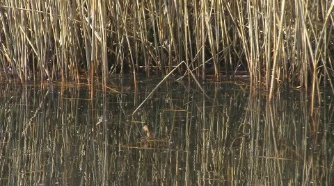 Reed in swamp Stock Footage 707998
