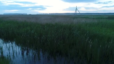 The reed in the swamp Stock Footage 91622232