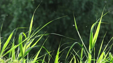 Reed sway in the wind 库存影片 94839151