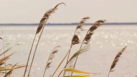 Reed swayed by the wind Stock Footage 40675200