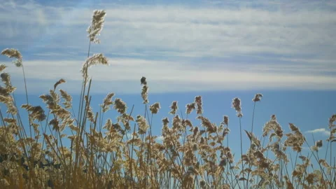 A reed swayed from the wind. Sun rays, clear day, beautiful blue sky. The beauty Stock Footage 86686597