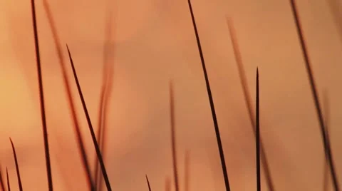 Reed swaying in the breeze Stock-Footage 7749287
