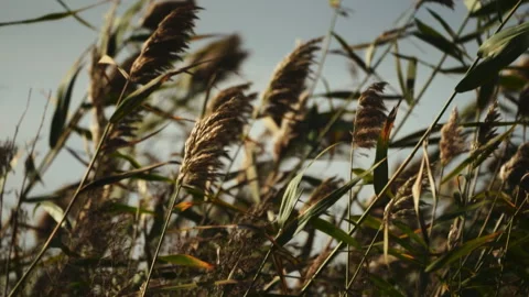 A reed swaying under the force of the wind of a sunny and cloudy day Video stock 261470816