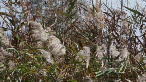 Reed swaying in the wind in 4k Stock Footage 101684626