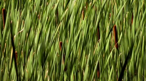 Reed swaying in the wind Stock Footage 7752216