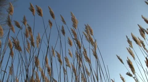Reed swaying in wind Stock-Footage 10861994