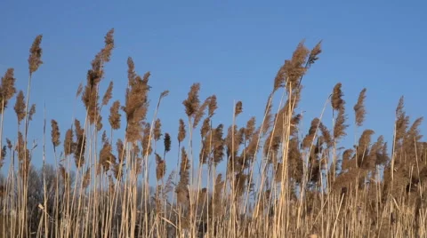 REED SWAYING IN THE WIND. Stock Footage 59983142