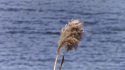 Reed swaying in the wind Video stock 76700023