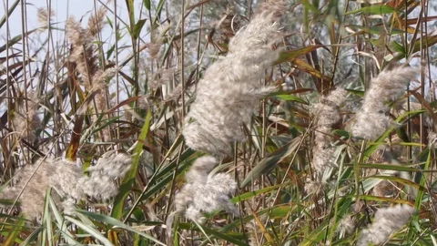 Reed swaying in the wind Stock Footage 101684672