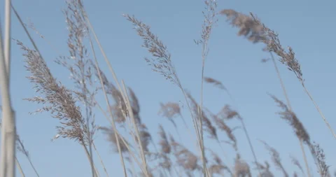 Reed swaying in the wind Stock Footage 132990031