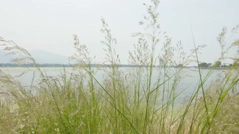 Reed Swaying In The Wind. Stock Footage 154603956
