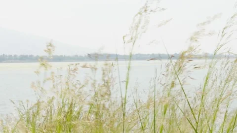Reed Swaying In The Wind. Stock Footage 154609427