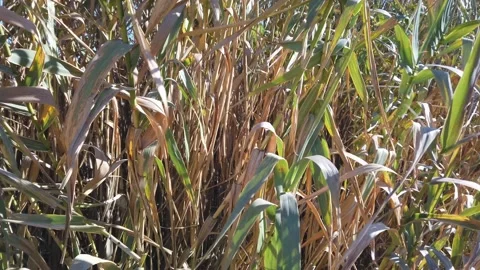 Reed swaying in the wind Video stock 180956955