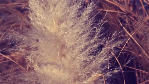 A reed swaying in the wind Stock Footage 229529579