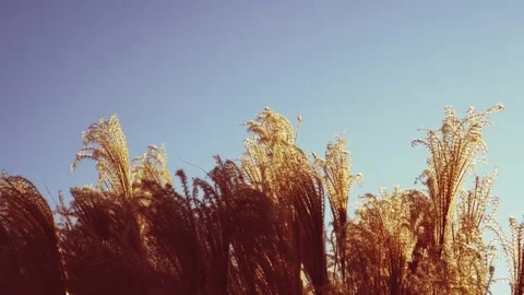 A reed swaying in the wind Stock Footage 229529598
