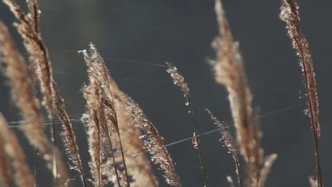 Reed swaying in the wind. Small spider on a cobweb 動画素材 70218342