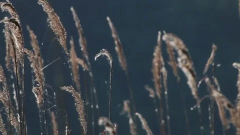 Reed swaying in the wind. Small spider on a cobweb. Panorama 動画素材 70218442