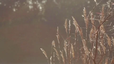 Reed swaying in the wind at sunset. Flying cobweb 動画素材 70218367