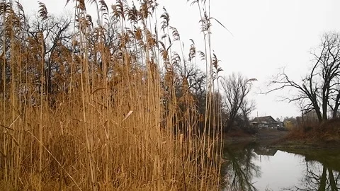 Reed sways in nature Stock Footage 211165087