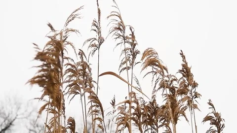 Reed sways in nature Stock Footage 211165150