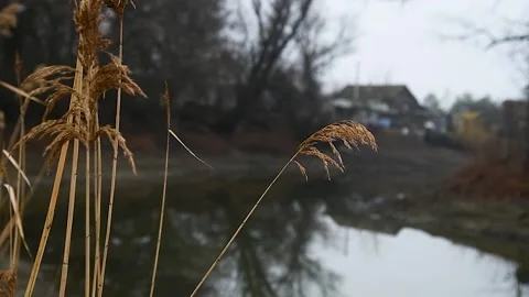 Reed sways in nature 库存影片 211165164