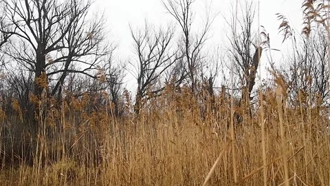 Reed sways in nature Stockbeeldmateriaal 220444608