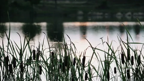 Reed sways in the wind against the background of the lake 4k Stock Footage 138210031