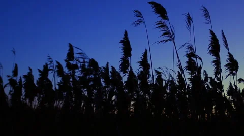 Reed sways in the wind. Stock Footage 60267308