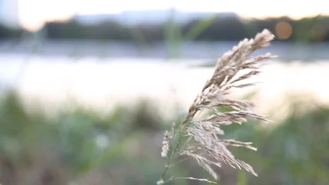 Reed sways in the wind Stock Footage 114209860