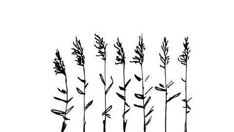 The reed sways in the wind. Stock Footage 246905547