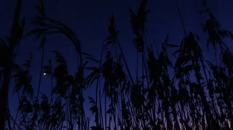 Reed sways in the wind. Night. Moon. Video stock 60254546